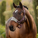 Brown horse with a light green and purple headcollar in a natural setting