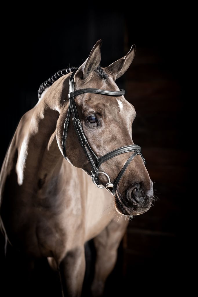 LeMieux Arika Flash Bridle