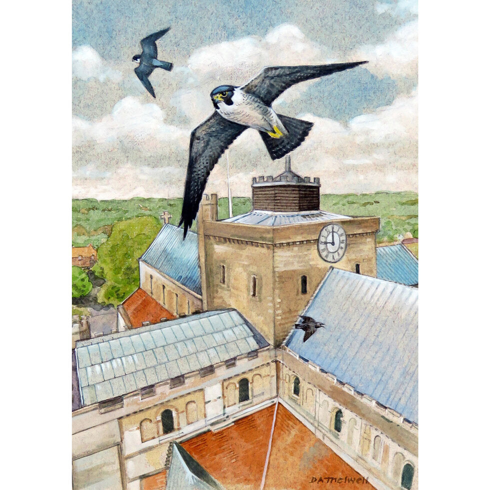 'Peregrins' Greeting Card By David Thelwell