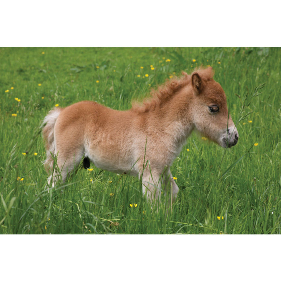 'Shetland Pony' By Charles Sainsbury-Plaice