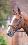 Shires Avignon Raised Cavesson Bridle