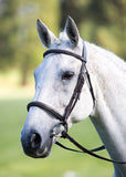 Shires Avignon Raised Cavesson Bridle