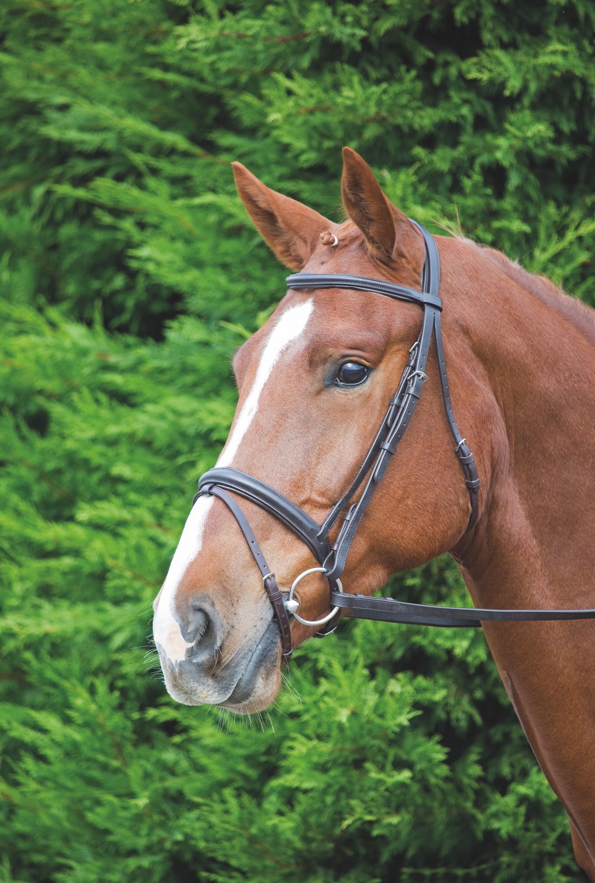 Shires Velociti GARA Comfort Fit Bridle