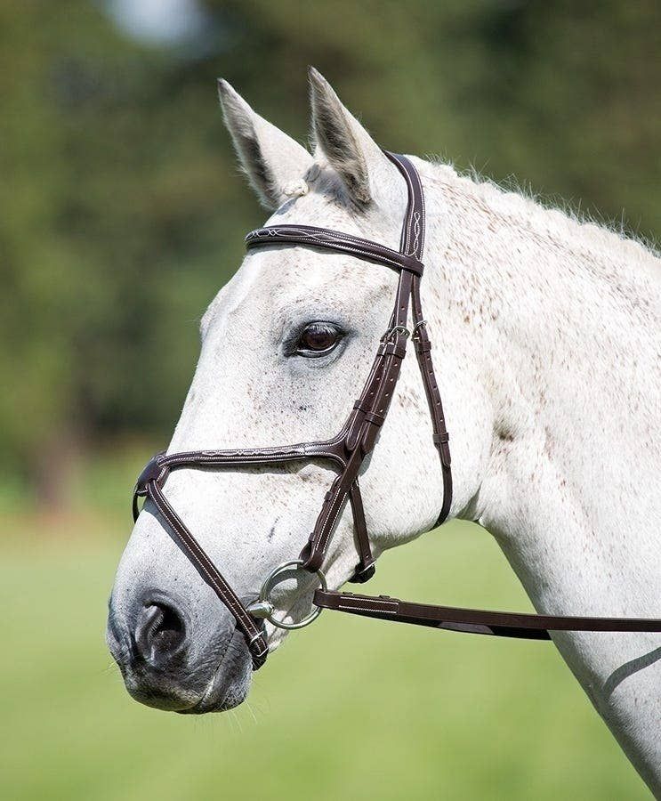 Shires Avignon Grackle Bridle