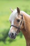 Shires Velociti GARA Clincher Inhand Bridle