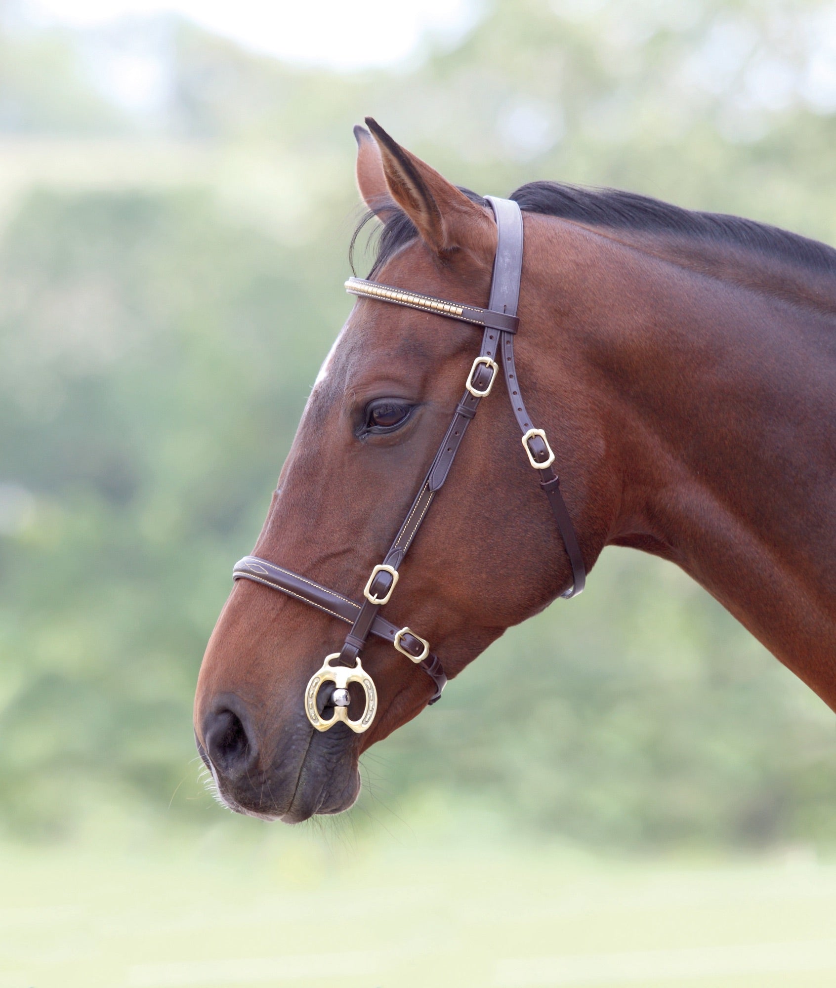 Shires Velociti GARA Clincher Inhand Bridle