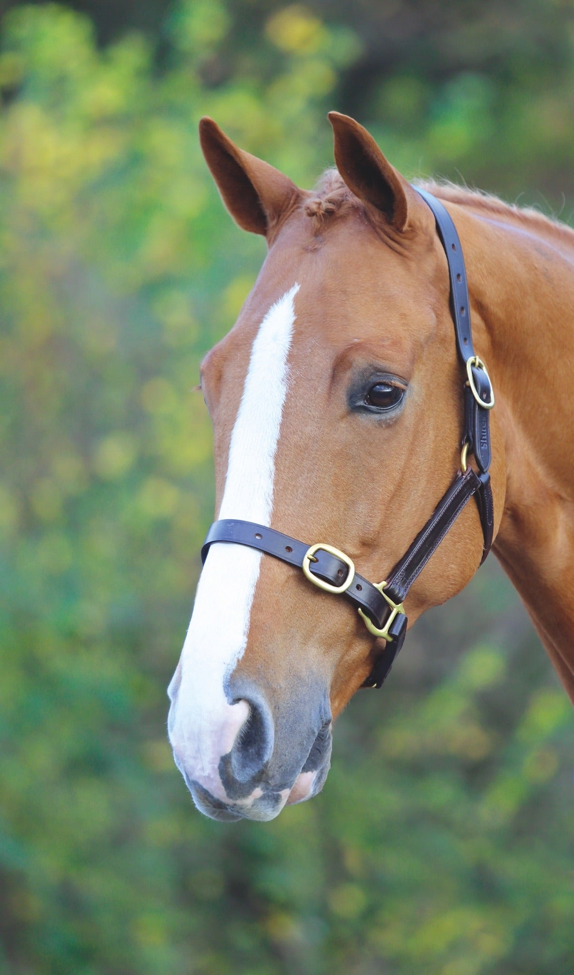 Shires Velociti GARA Fully Adjustable Leather Headcollar