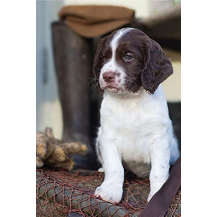 'Springer Spaniel Puppy' Greeting Card by Charles Sainsbury-Plaice