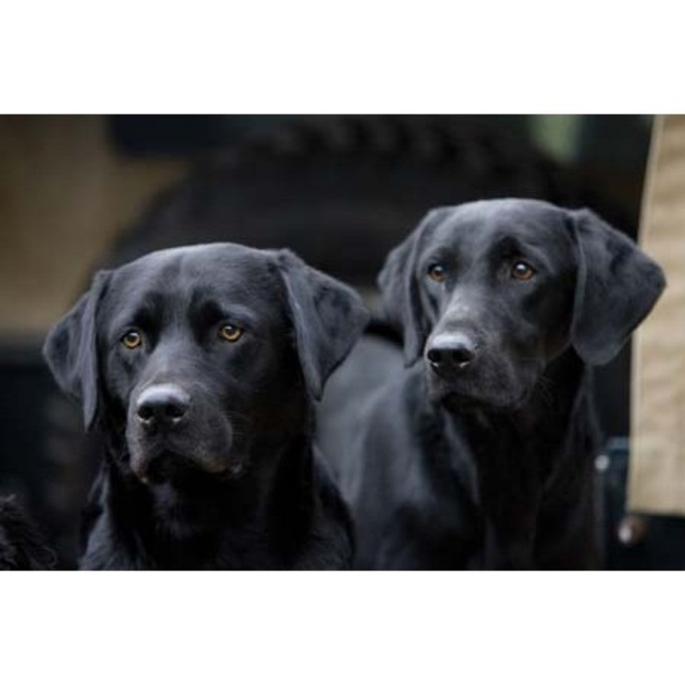 'Two Black Labradors' Greeting Card by Charles Sainsbury-Plaice