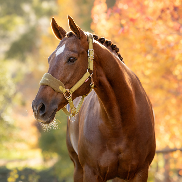 LeMieux AW26 Vogue Headcollar & Leadrope Variant Colour Gooseberry.
A chestnut horse wearing a tan horse halter with gold-tone hardware, photographed outdoors against a softly blurred autumn background of orange and yellow foliage.