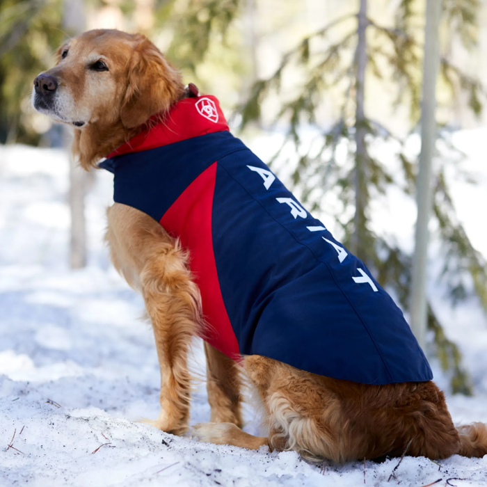 Dog wearing a red and blue coat with a brand logo in a snowy landscape