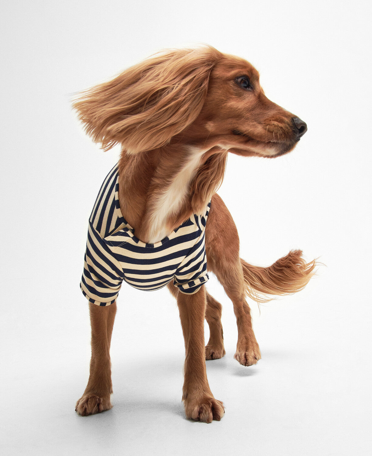 Barbour Printed Logo Striped Dog T-Shirt-Dog Coats-Eland Lodge
