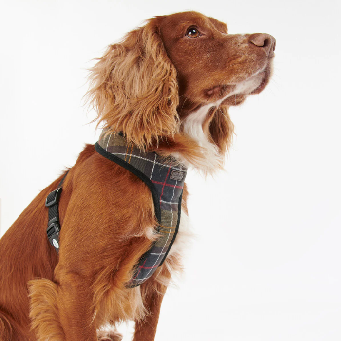 Spaniel dog wears a tartan harness on a white background