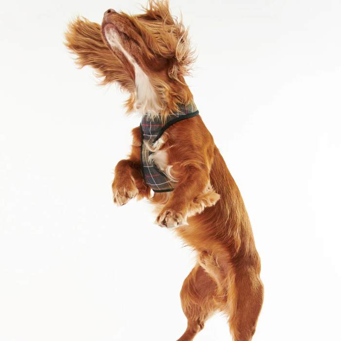 Spaniel dog jumps in the air against a white background
