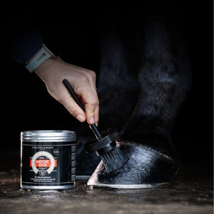 black tin of hoof care been brush on horse hoof,  black background