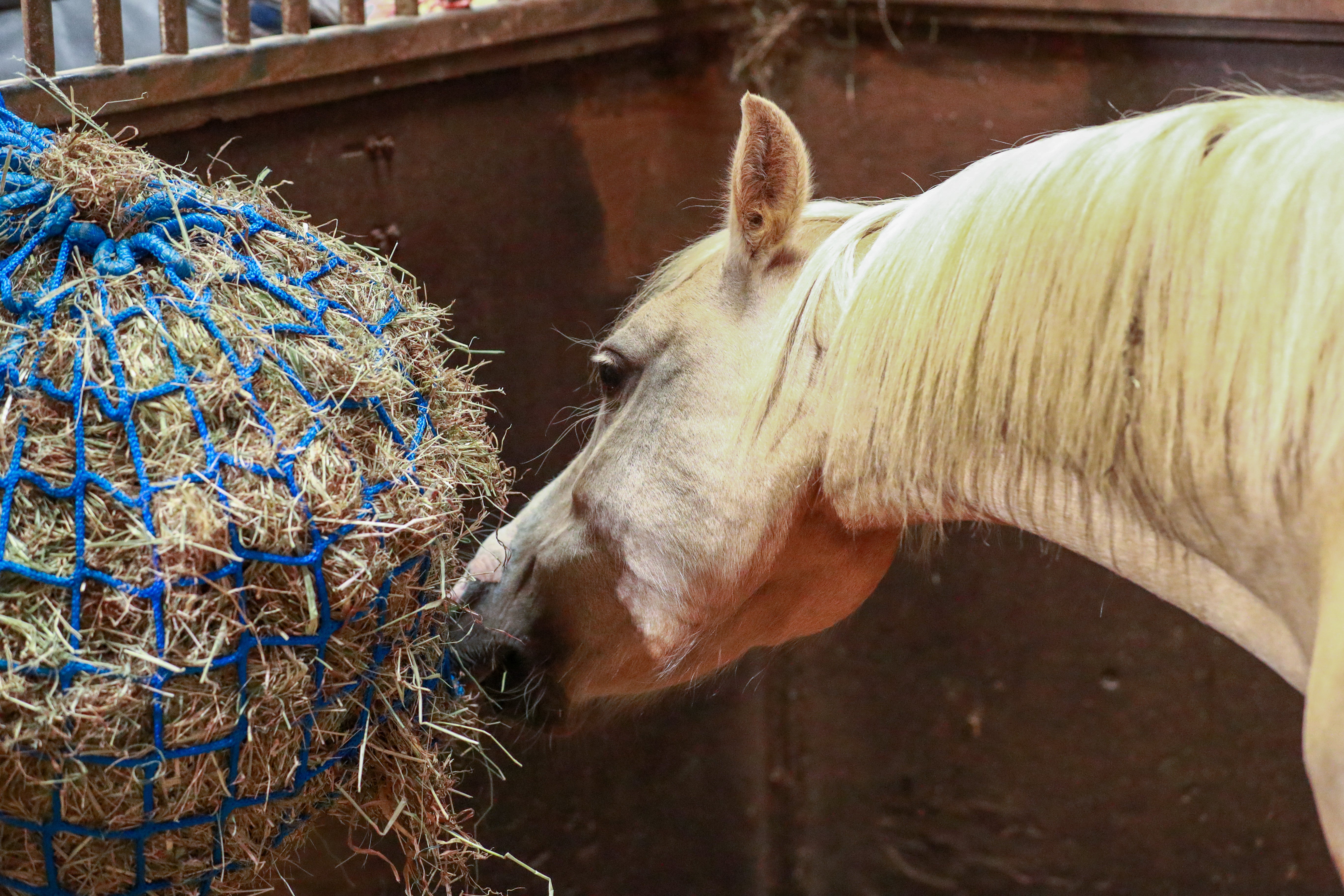 Equilibrium PortionPacer Slow Feeder Haynet-Haynets-Eland Lodge
