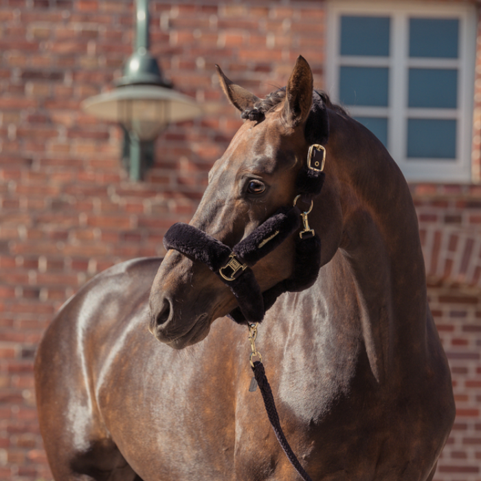 Brown horse with a bridle standing in front of a brick building.