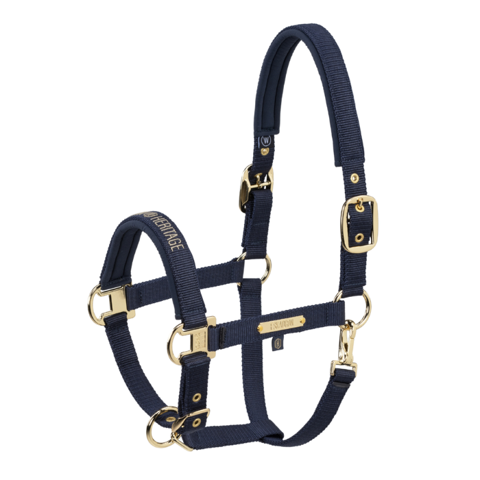 Navy blue horse halter with gold hardware on a white background