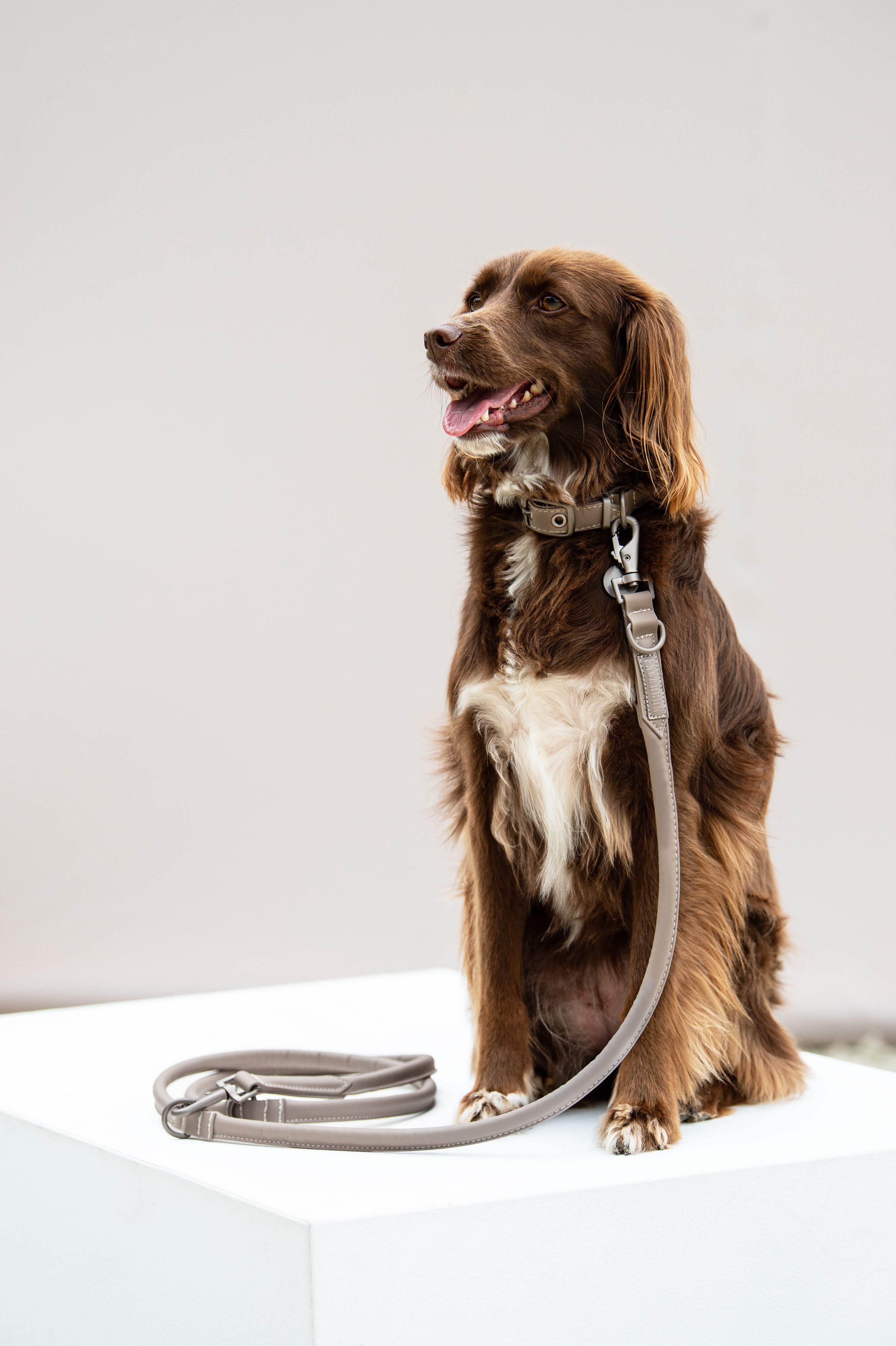 Eskadron Leather Dog Collar and Lead Set