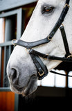 Horseware Micklem Multi Bridle-Bridles-Eland Lodge