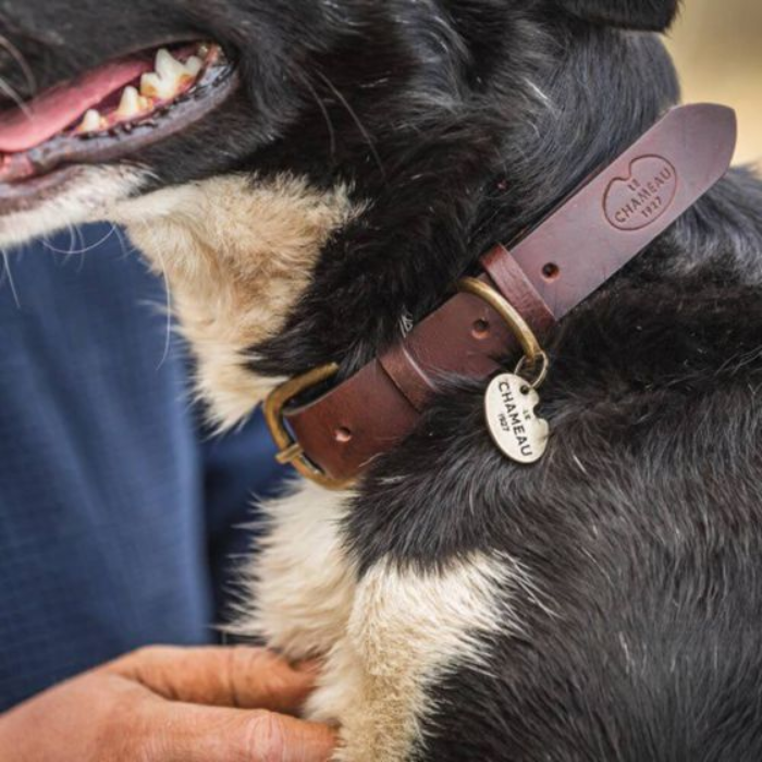 Close up of a dog wearing a brown collar with Le Chameau branding and a person in the background