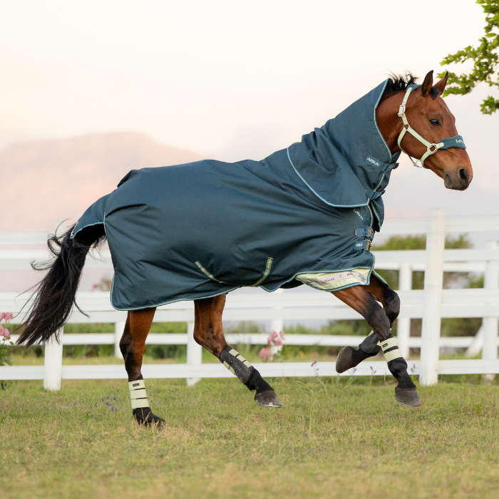 Horse gallops across a field wearing blue rug and protective boots