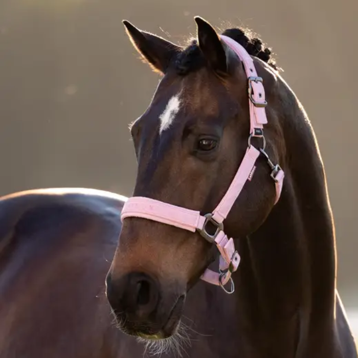 Horse wearing a pink headcollar with a blurred background