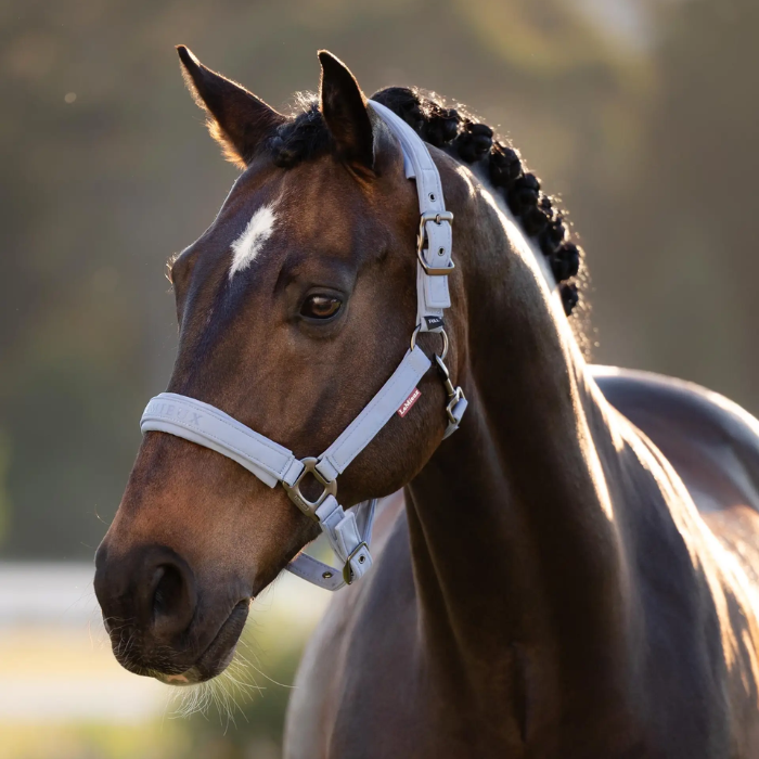 Brown horse with a blue headcollar standing in a field