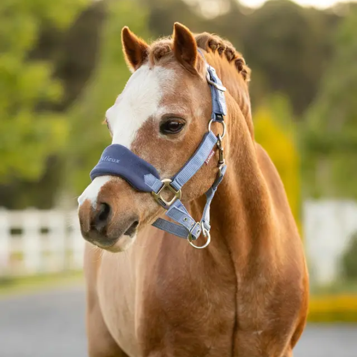 Brown horse with a blue headcollat standing with blurred greenery in the background