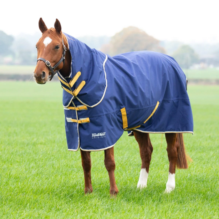 Horse wearing a blue rug with yellow trim in a grassy field