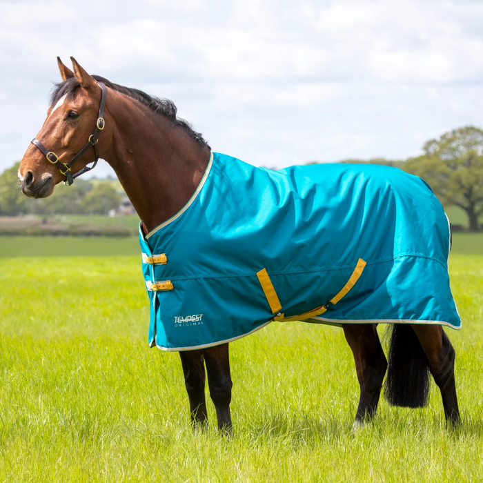 horse wears blue rug in a field with nature surroundings