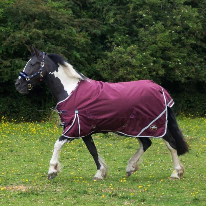 Horse wearing a purple rug in a grassy field with trees in the background