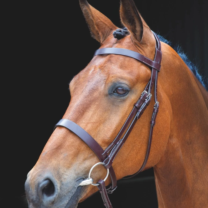 Close-up of a brown horse wearing a bridle on a black background
