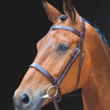 Close-up of a brown horse wearing a bridle on a black background