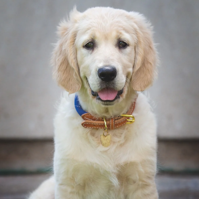 Golden Retriever dog with a brown leather and blue rope collar against a grey background