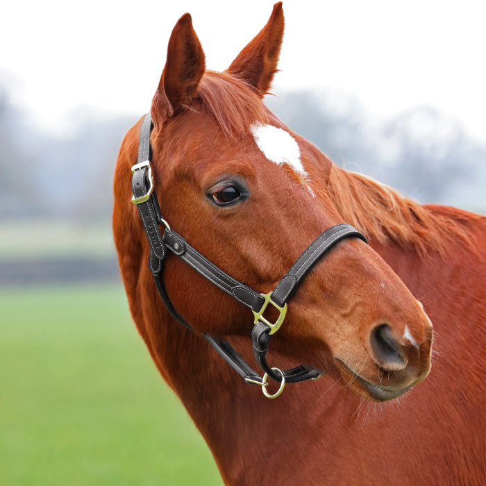 Brown horse wears a black leather headcollar in a blurred field setting