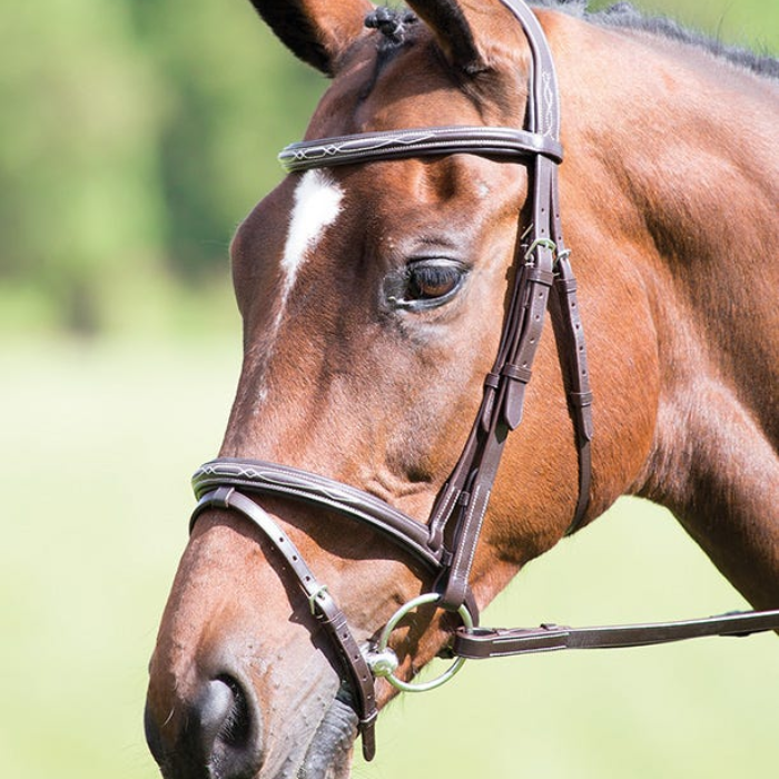 Close-up of a brown horse with a bridle against a blurred green background