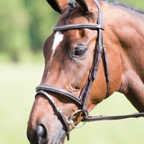 Close-up of a brown horse with a bridle against a blurred green background