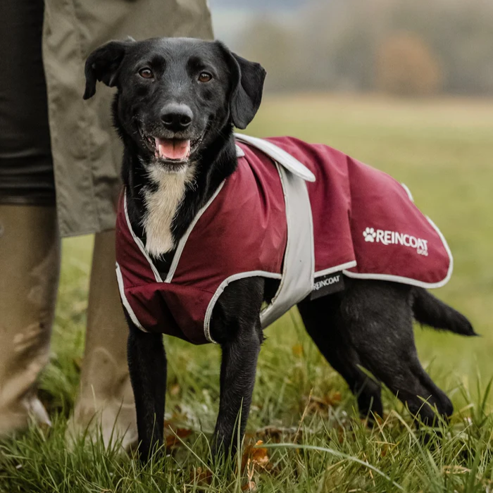 Dog wearing a red raincoat with 'Reincoat' branding in a grassy outdoor setting