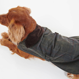 Brown dog wears a green coat with Corduroy collar against a white background