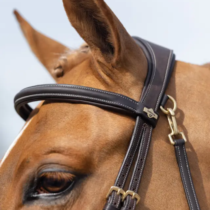 Close-up of a horse wearing a bridle with a clear background