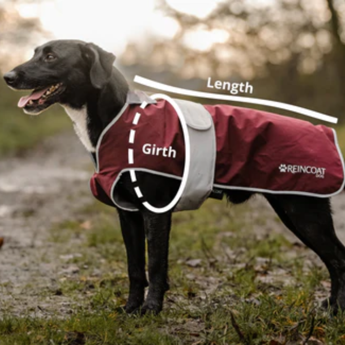 Dog wearing a red coat with measurements labeled on a natural background