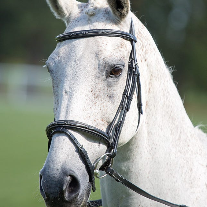 Close-up of a white horse wearing a bridle with a blurred green background
