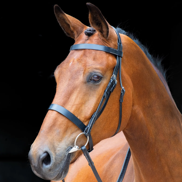 Brown horse wearing a black bridle against a black background