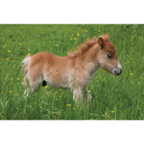 'Shetland Pony' By Charles Sainsbury-Plaice