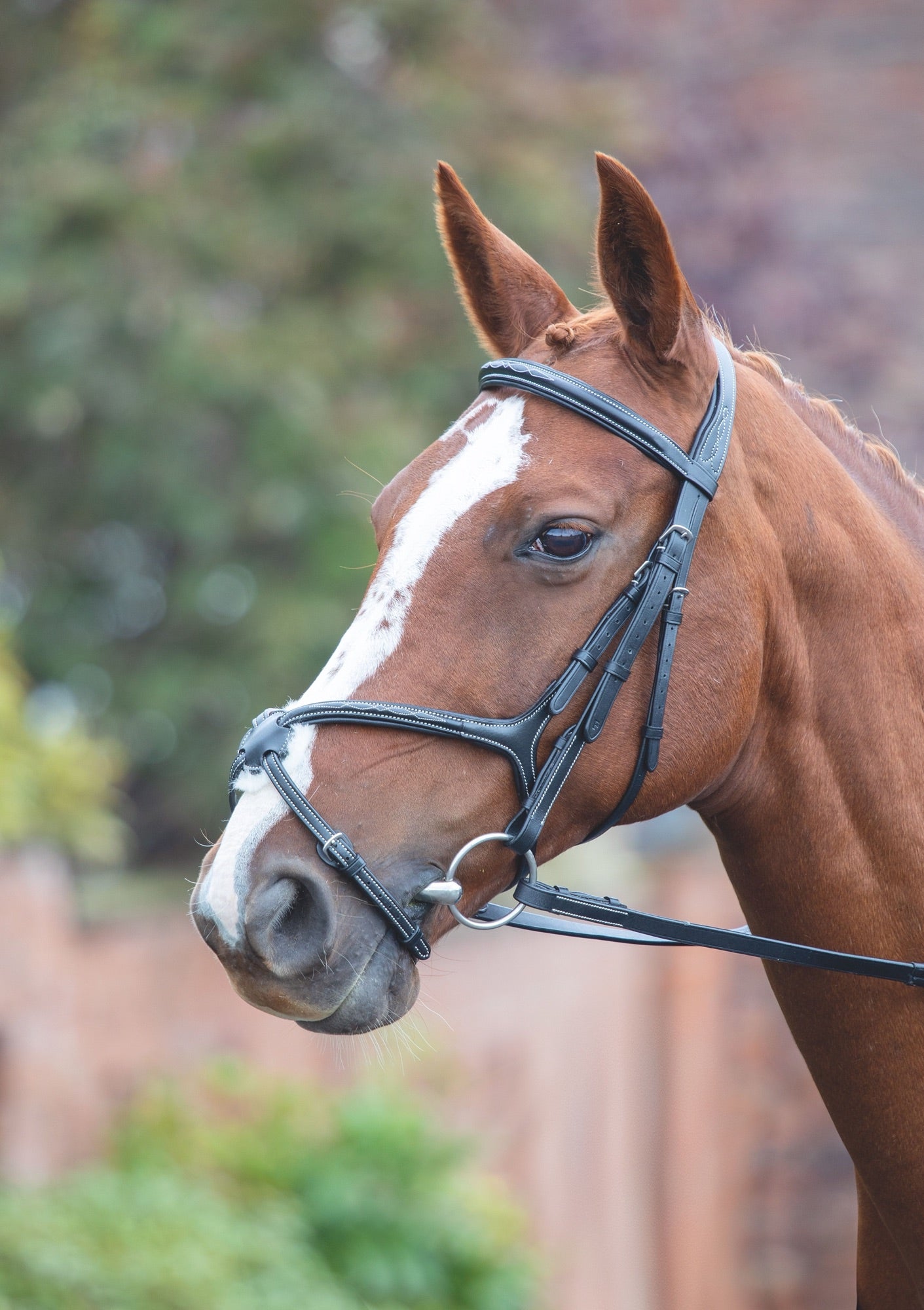 Shires Avignon Grackle Bridle-Bridles-Eland Lodge