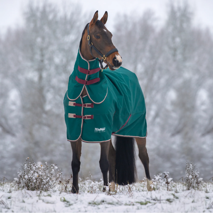 Horse wearing a green rug in a snowy landscape