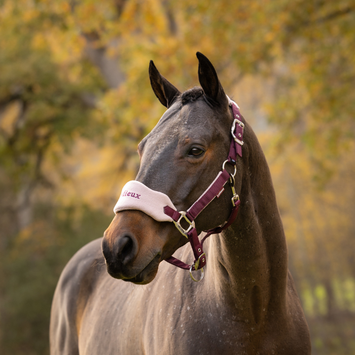 LeMieux AW26 Vogue Headcollar & Leadrope Variant Colour Blackberry.
A dark brown horse wearing a burgundy halter and a white blind eyeband with burgundy lettering, set against a soft-focus autumn forest background.