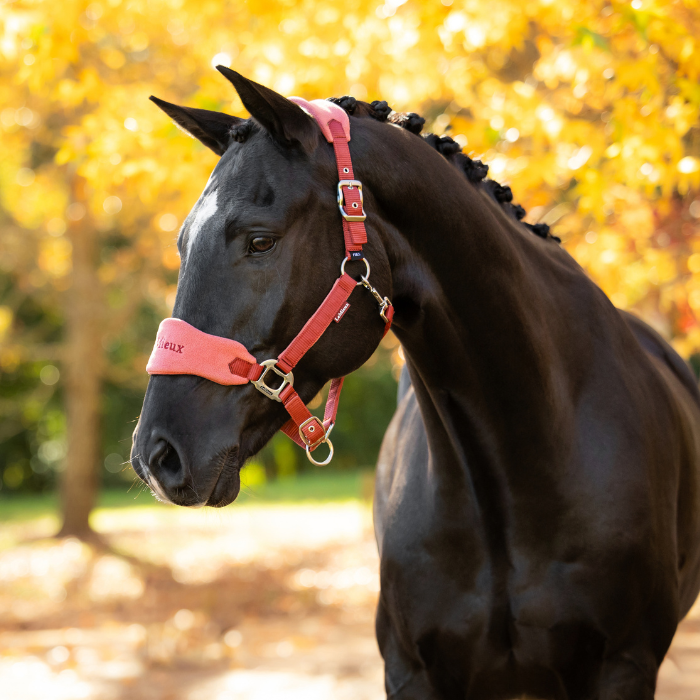 LeMieux AW26 Vogue Headcollar & Leadrope Variant Colour Russet.
A black horse wearing a pink and red  halter with silver hardware, photographed outdoors against a warm, golden autumn background of blurred trees.