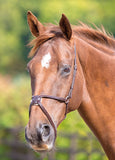 Shires GARA Mexican Grackle